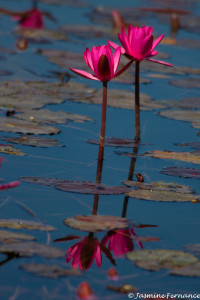 Lotus Flower Reflections, Inle Lake, Myanmar