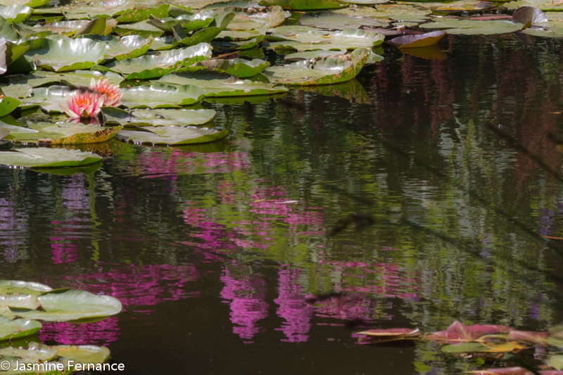 Monet's gardens, Giverny
