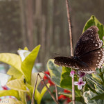 Cameron Highlands Butterfly Farm