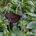 Cameron Highlands Butterfly Farm