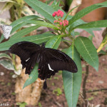 Cameron Highlands Butterfly Farm