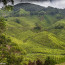 Sungai Palas Boh Tea Plantation