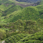 Sungai Palas Boh Tea Plantation