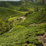 The stunning green of the Sungai Paras Boh Tea Estate, Cameron Highlands