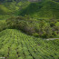 Sungai Palas Boh Tea Estate, Cameron Highlands