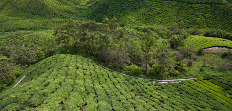 Sungai Palas Boh Tea Estate, Cameron Highlands