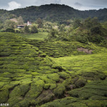 Sungai Palas Boh Tea Plantation