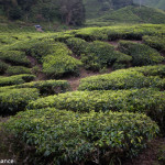 Sungai Palas Boh Tea Plantation