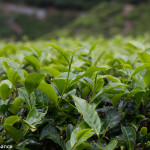 Sungai Palas Boh Tea Plantation