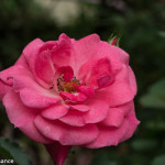 Rose Valley, Tringkap, Cameron Highlands