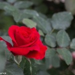 Rose Valley, Tringkap, Cameron Highlands