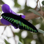 Cameron Highlands Butterfly Farm