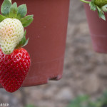 Royal Berry Strawberry Farm