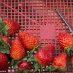 Royal Berry Strawberry Farm