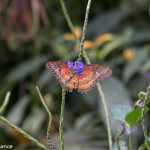 Cameron Highlands Butterfly Farm