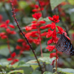 Cameron Highlands Butterfly Farm