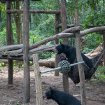 Sun bears at Kuang Si Falls