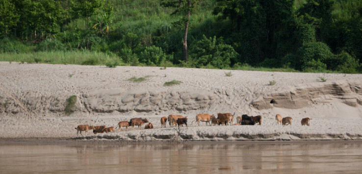 Along the Mekong