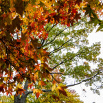 Central Park, New York, in Autumn