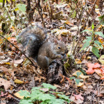 Squirrel in Central Park, New York, in Autumn