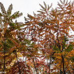 Central Park, New York, in Autumn