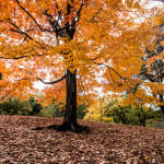 Central Park, New York, in Autumn