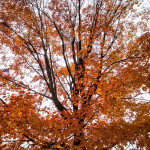 Central Park, New York, in Autumn