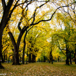 Central Park, New York, in Autumn