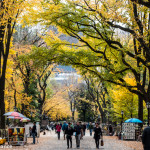 Central Park, New York, in Autumn