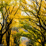 Central Park, New York, in Autumn