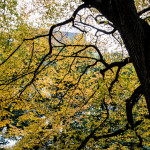 Central Park, New York, in Autumn