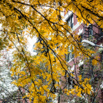 Manhattan in Autumn