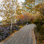The High Line, New York, in Autumn