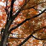 Central Park, New York, in Autumn